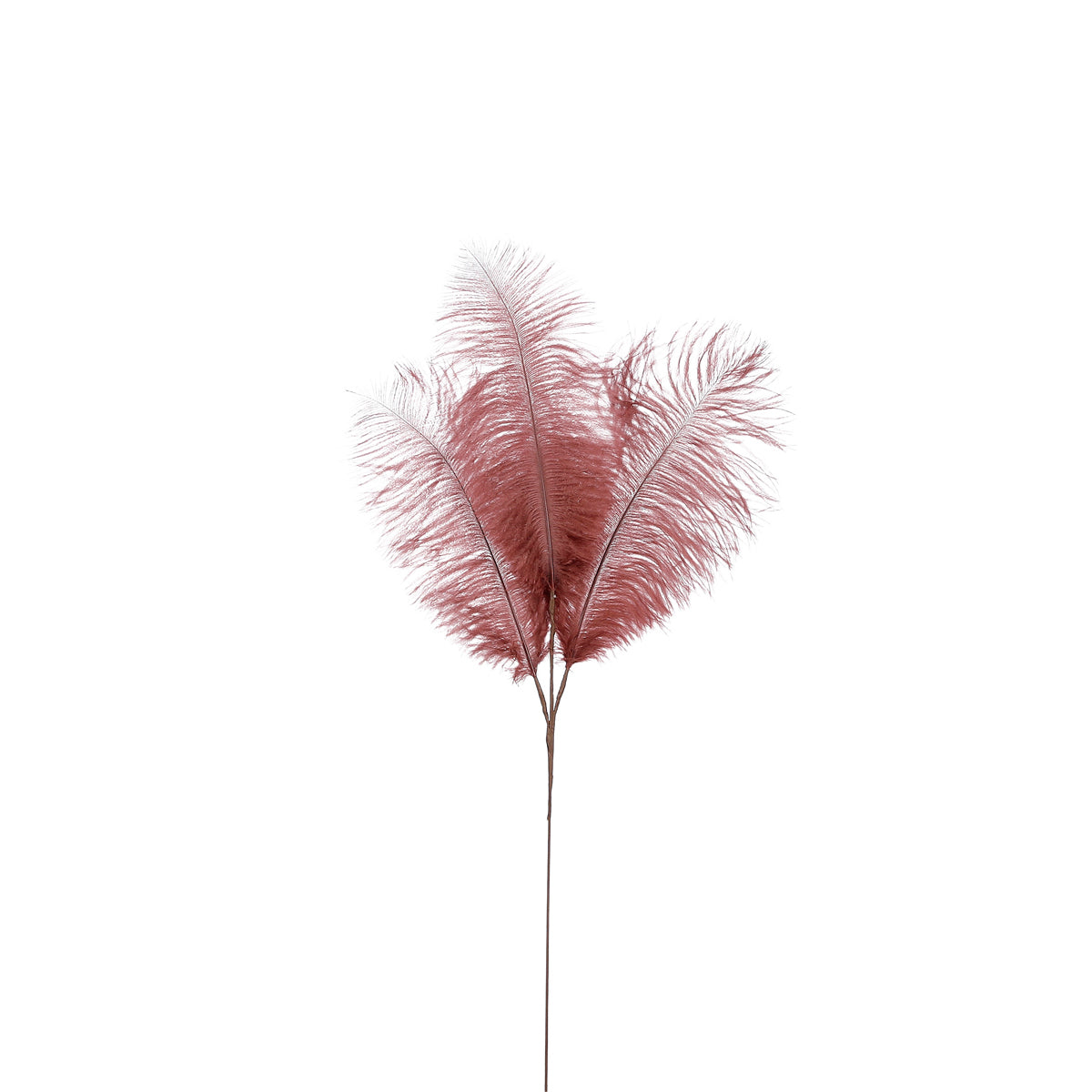 ΚΛΑΔΙ ΠΟΥΠΟΥΛΟ ΚΑΦΕ - L61 W20cm feather