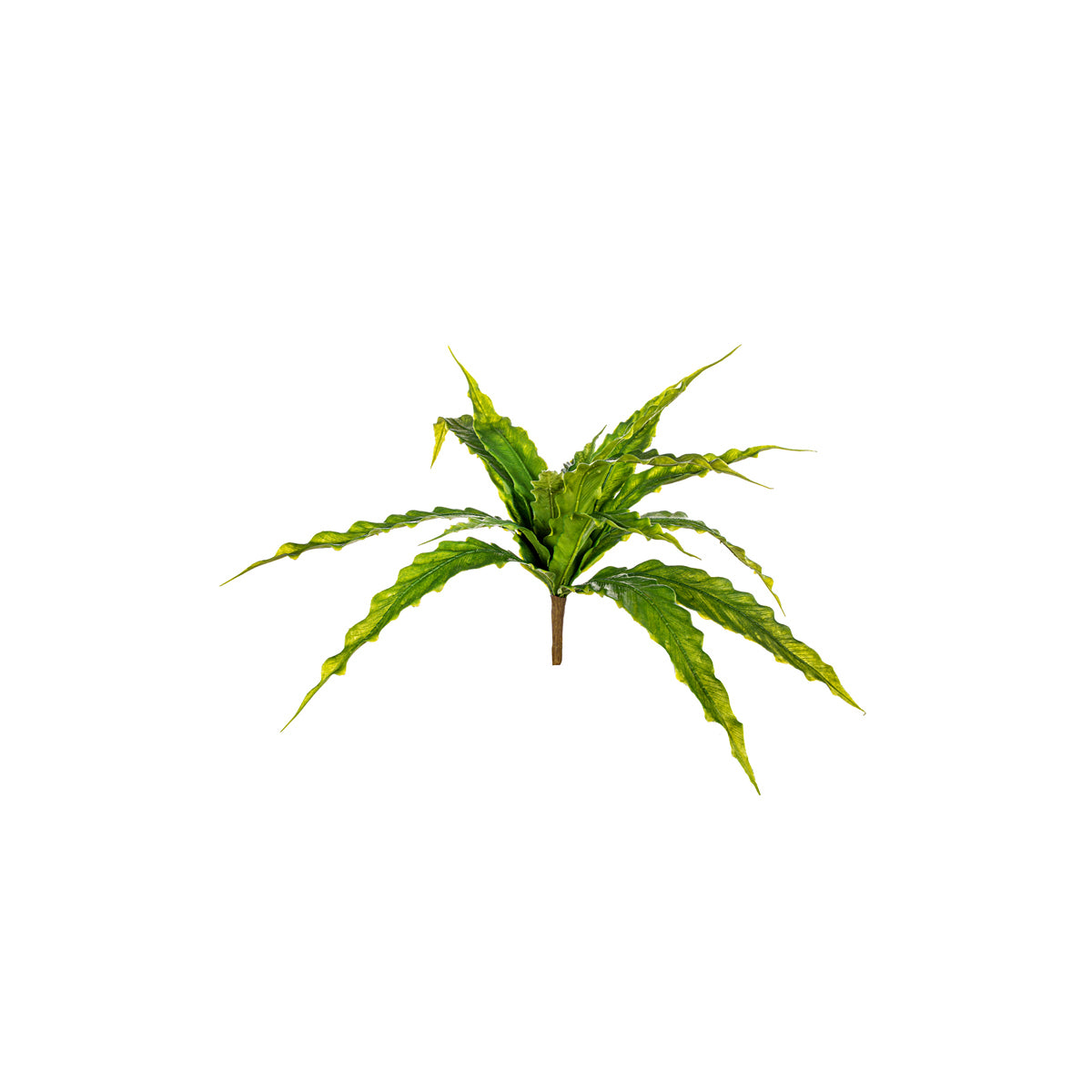 ΑΣΠΛΗΝΙΟ ΚΛΑΔΙ ΠΡΑΣΙΝΟ 40cm