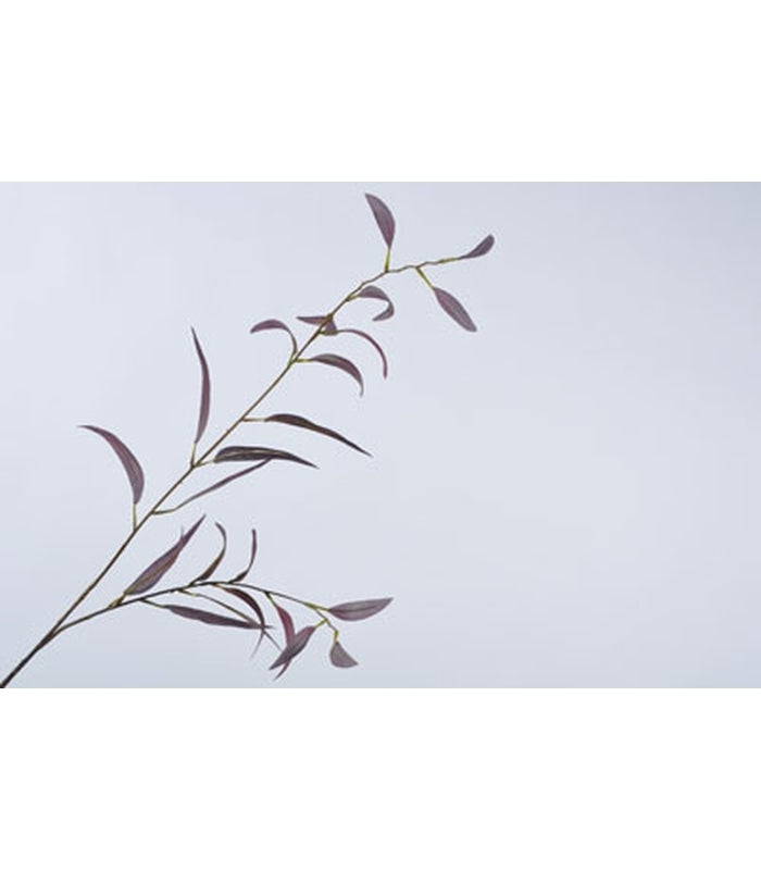 ΕΥΚΑΛΥΠΤΟΣ ΚΟΚΚΙΝΟΣ BURGUND 90cm