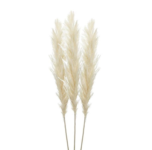 Κλαδί Εκρού Πάμπας Αποξηραμένο 1 ΤΜΧ Υ140-150cm, 70-80cm  00-50012