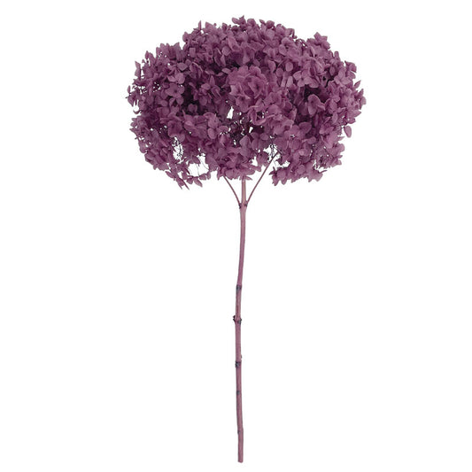 Κλαδί Σάπιο Μήλο Ορντασία Αποξηραμένο Φ25~27 x Y50~60cm 42~52cm  00-50013-5