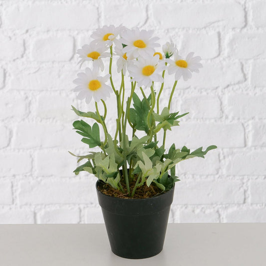 ΜΑΡΓΑΡΙΤΑ DAISY ΓΛΑΣΤΡΑ H28cm