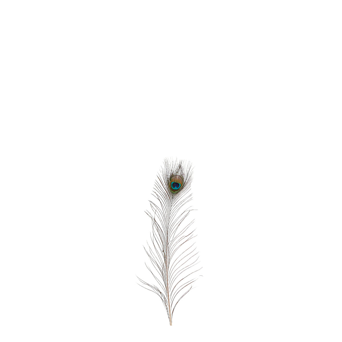ΚΛΑΔΙ ΦΤΕΡΟ ΠΑΓΩΝΙ 12 τμχ - L50 w6cm  feather