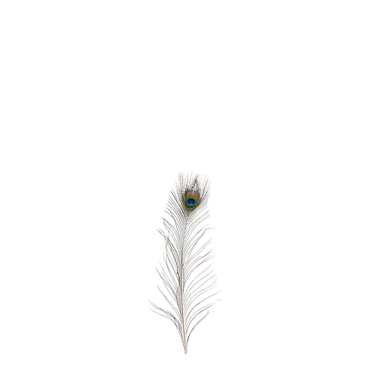 ΚΛΑΔΙ ΦΤΕΡΟ ΠΑΓΩΝΙ 12 τμχ - L50 w6cm  feather