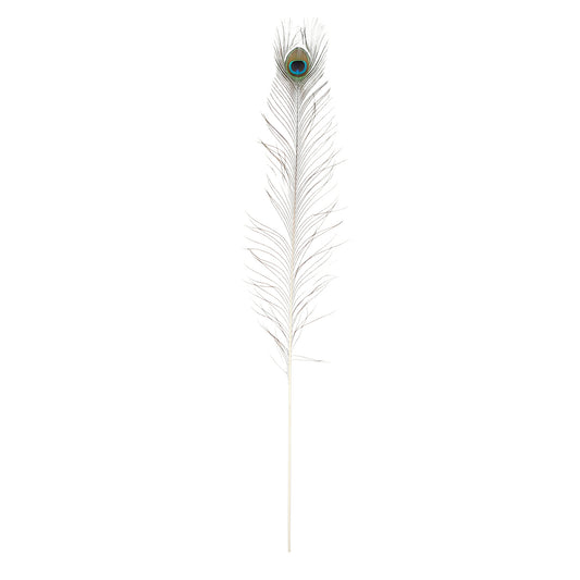 ΚΛΑΔΙ ΦΤΕΡΟ ΠΑΓΩΝΙ 6 τμχ - L100 w7cm  feather