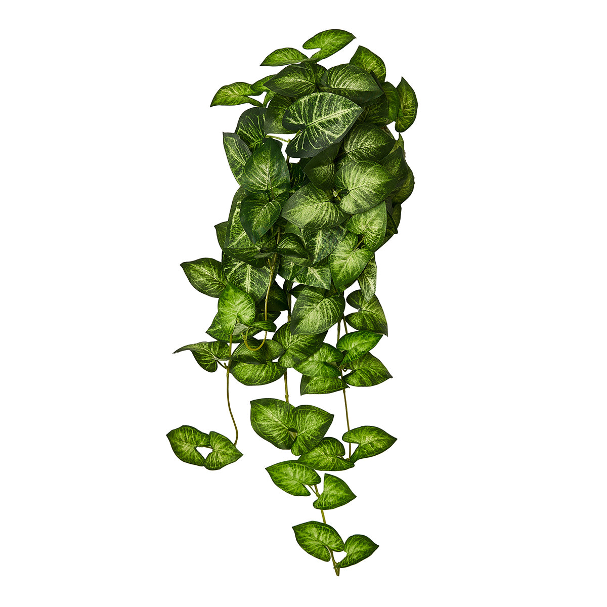 ΚΑΛΑΝΤΙΟΥΜ ΜΠΟΥΚΕΤΟ x 70 ΦΥΛΛΑ ΔΙΧΡΩΜΟ ΠΡΑΣΙΝΟ 65cm