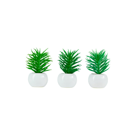 ΠΑΧΥΦΥΤΟ 3/τμχ DUDLEYA ΣΕ ΚΕΡΑΜΙΚΟ ΛΕΥΚΟ 12cm          20-32-176