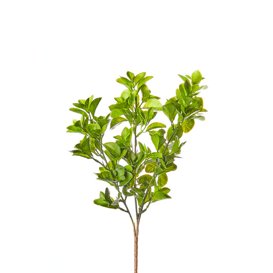 ΠΡΑΣΙΝΑΔΑ RUSCUS ΚΛΑΔΙ 44cm