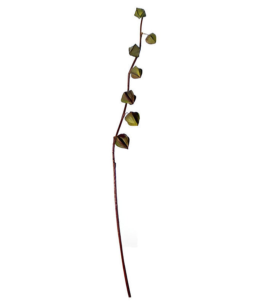 RF-3448 GR ΚΛΑΔΙ ΚΙΝΕΖΙΚΟ ΦΑΝΑΡΑΚΙ ΛΟΥΛ 113 CM