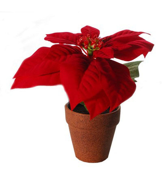 17,5 CM RED ΑΛΕΞΑΝΔΡΙΝΟ ΜΕ ΚΕΡΑΜ.ΓΛΑΣΤΡΑ