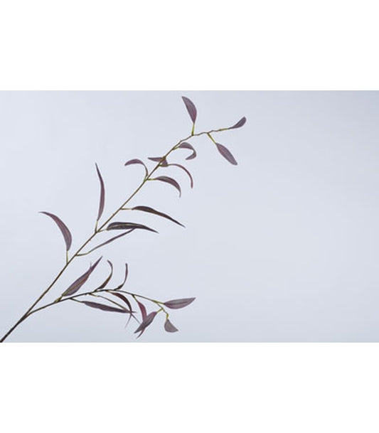 ΕΥΚΑΛΥΠΤΟΣ ΚΟΚΚΙΝΟΣ BURGUND 90cm