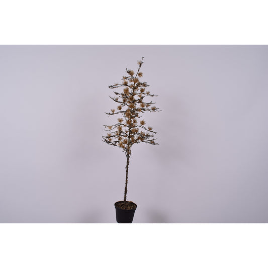 ΠΕΥΚΟ ΣΕ ΓΛΑΣΤΡΑ ΧΡΥΣΟ ΜΙΚΡΟ 86cm