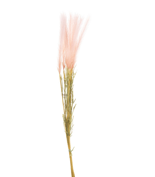ΠΕΝΙΣΕΤΟ ΚΛΑΔΙ ΡΟΔΑΚΙΝΙ x 10 H86cm
