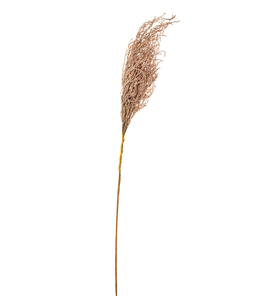 ΣΑΛΙΚΟΡΝΙΑ ΚΛΑΔΙ ΚΑΦΕ 125cm