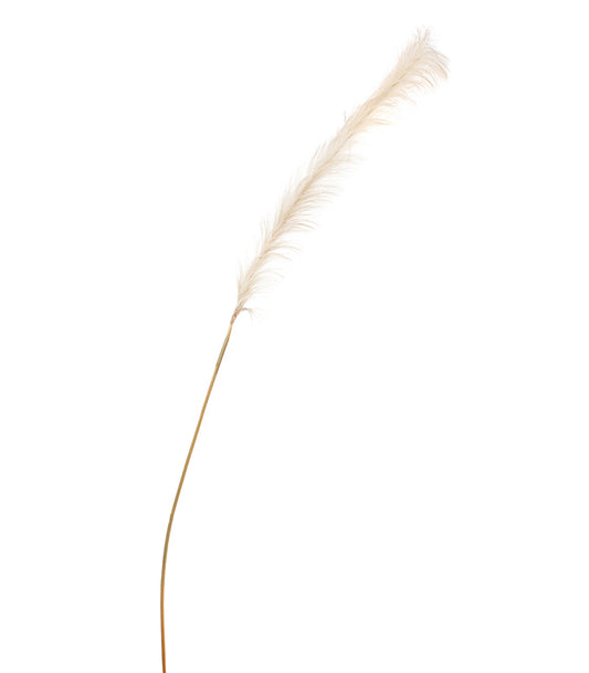 ΠΑΜΠΑΣ ΚΛΑΔΙ ΚΡΕΜ H180cm