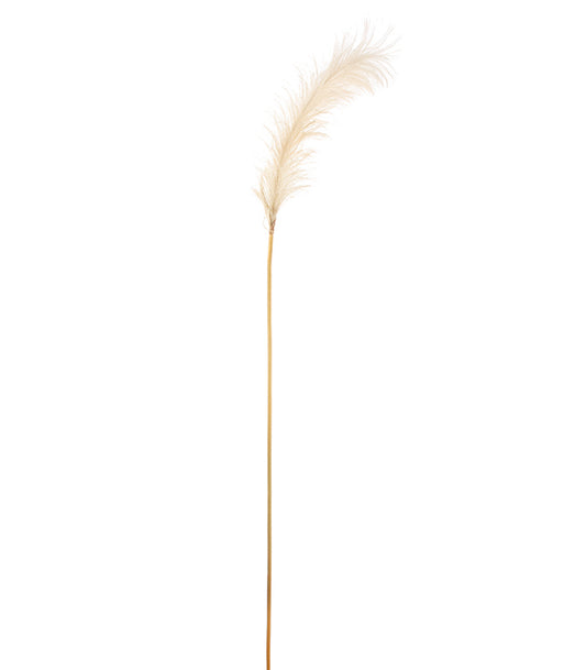 ΠΑΜΠΑΣ ΚΛΑΔΙ ΚΡΕΜ H148cm