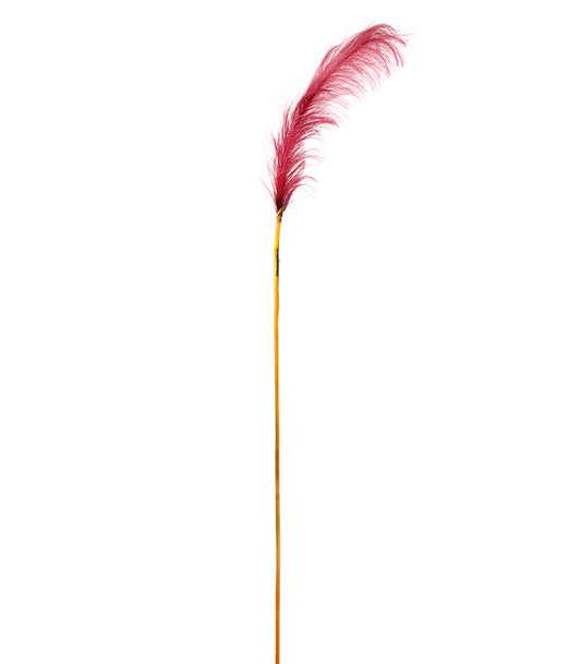 ΠΑΜΠΑΣ ΚΛΑΔΙ ΚΟΚΚΙΝΟ H148cm