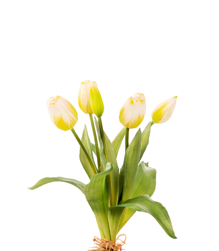 ΤΟΥΛΙΠΑ ΜΠΟΥΚΕΤΟ Χ5 ΛΟΥΛΟΥΔΙΑ ΛΕΥΚΗ 35cm