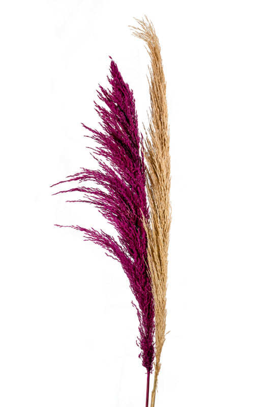 ΛΟΥΛΟΥΔΙ ΠΑΜΠΑΣ ΔΙΑΦΟΡΑ ΧΡΩΜΑΤΑ ΦΥΣΙΚΑ ΑΠΟΞΗΡΑΜΕΝΟ ΣΕΤ/6 120ΕΚ