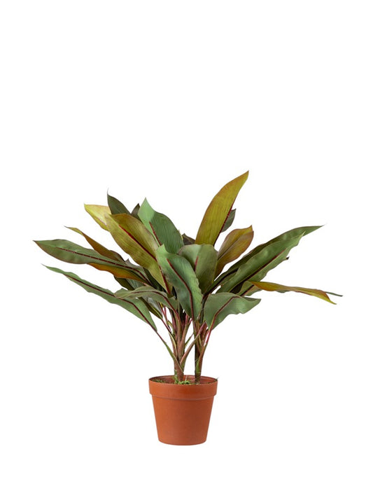 ΦΥΤΟ ΚΟΡΔΥΛΙΝΗ (CORDYLINE FRUTICOSA) ΜΕ ΓΛΑΣΤΡΑ  ΥΨΟΣ 60ΕΚ       25.31.51775