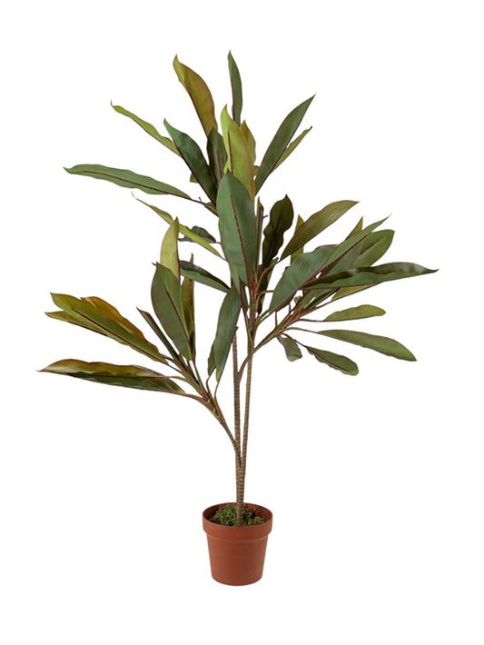 ΦΥΤΟ ΚΟΡΔΥΛΙΝΗ (CORDYLINE FRUTICOSA)  ΜΕ ΓΛΑΣΤΡΑ     ΥΨΟΣ  110ΕΚ            25.31.51776