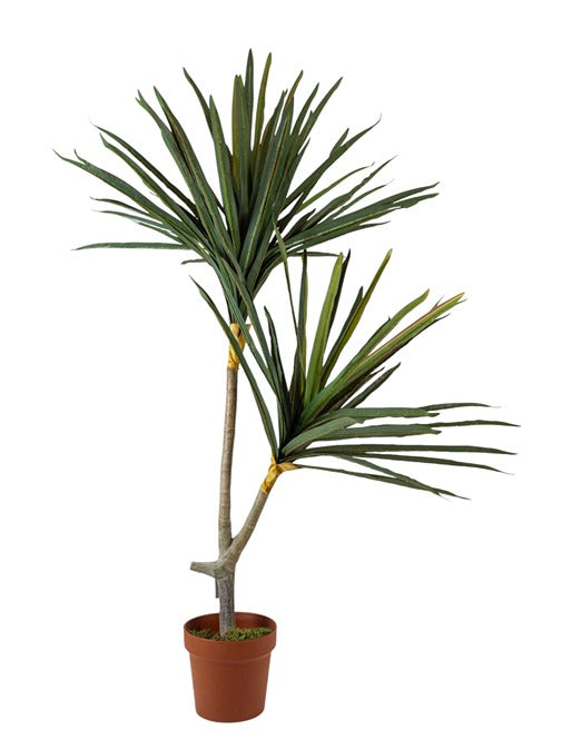 ΦΥΤΟ ΓΙΟΥΚΑΣ (YUCCAS) ΜΕ ΓΛΑΣΤΡΑ   ΥΨΟΣ  110ΕΚ          25.31.51778