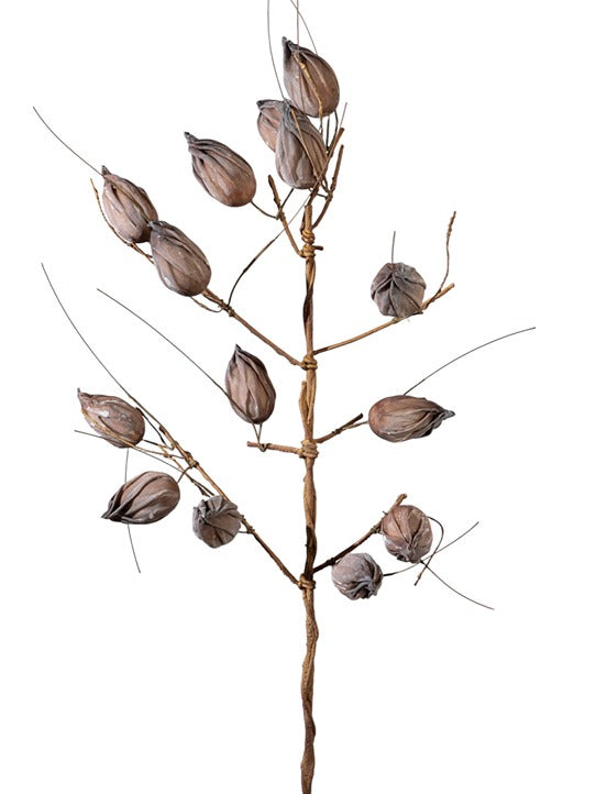 ΚΛΑΔΙ ΜΕ ΚΑΡΠΟΥΣ ΚΑΦΕ 104ΕΚ