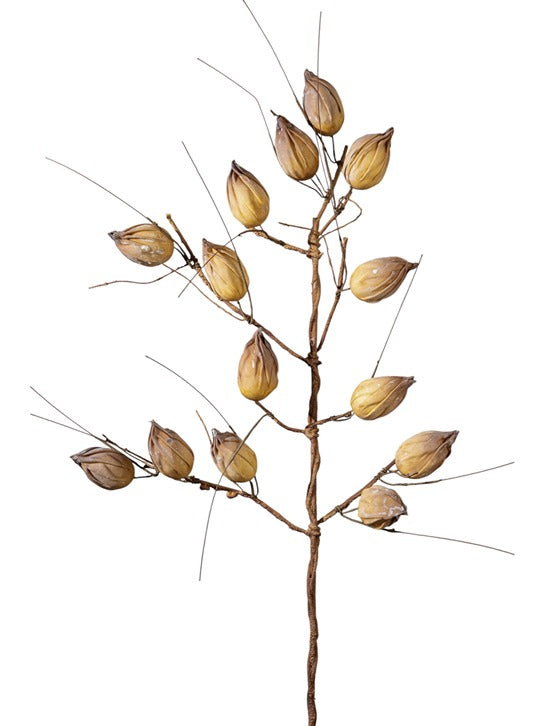 ΚΛΑΔΙ ΜΕ ΚΑΡΠΟΥΣ ΜΠΕΖ ΚΑΦΕ 104ΕΚ