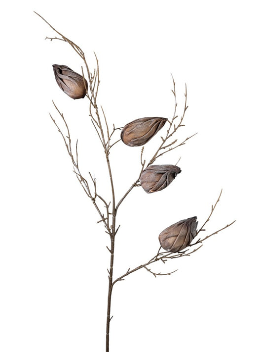 ΚΛΑΔΙ ΜΕ ΚΑΡΠΟΥΣ ΚΑΦΕ 85ΕΚ