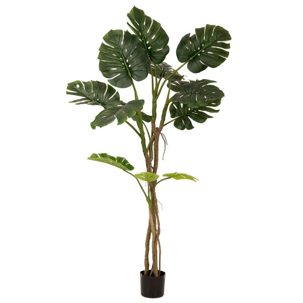  ΦΥΤΟ ΜΟΝΣΤΕΡΑ ΜΕ 180ΕΚ.ΜΕ 13 ΦΥΛΛΑ ΣΕ ΠΛΑΣΤΙΚΗ ΓΛΑΣΤΡΑ (17Χ15ΕΚ)