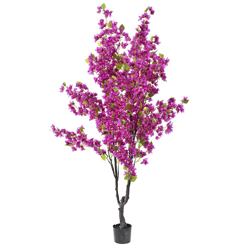  ΦΥΤΟ ΒΟΥΚΑΜΒΙΛΙΑ 210ΕΚ ΜΩΒ ΣΕ ΠΛΑΣΤΙΚΗ ΓΛΑΣΤΡΑ