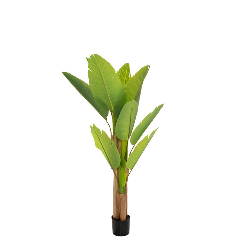  ΦΥΤΟ ΜΠΑΝΑΝΙΑ 160ΕΚ.Χ3 ΜΕ 13 ΦΥΛΛΑ ΣΕ ΜΑΥΡΗ ΠΛΑΣΤΙΚΗ ΓΛΑΣΤΡΑ (Φ15Χ17ΕΚ)