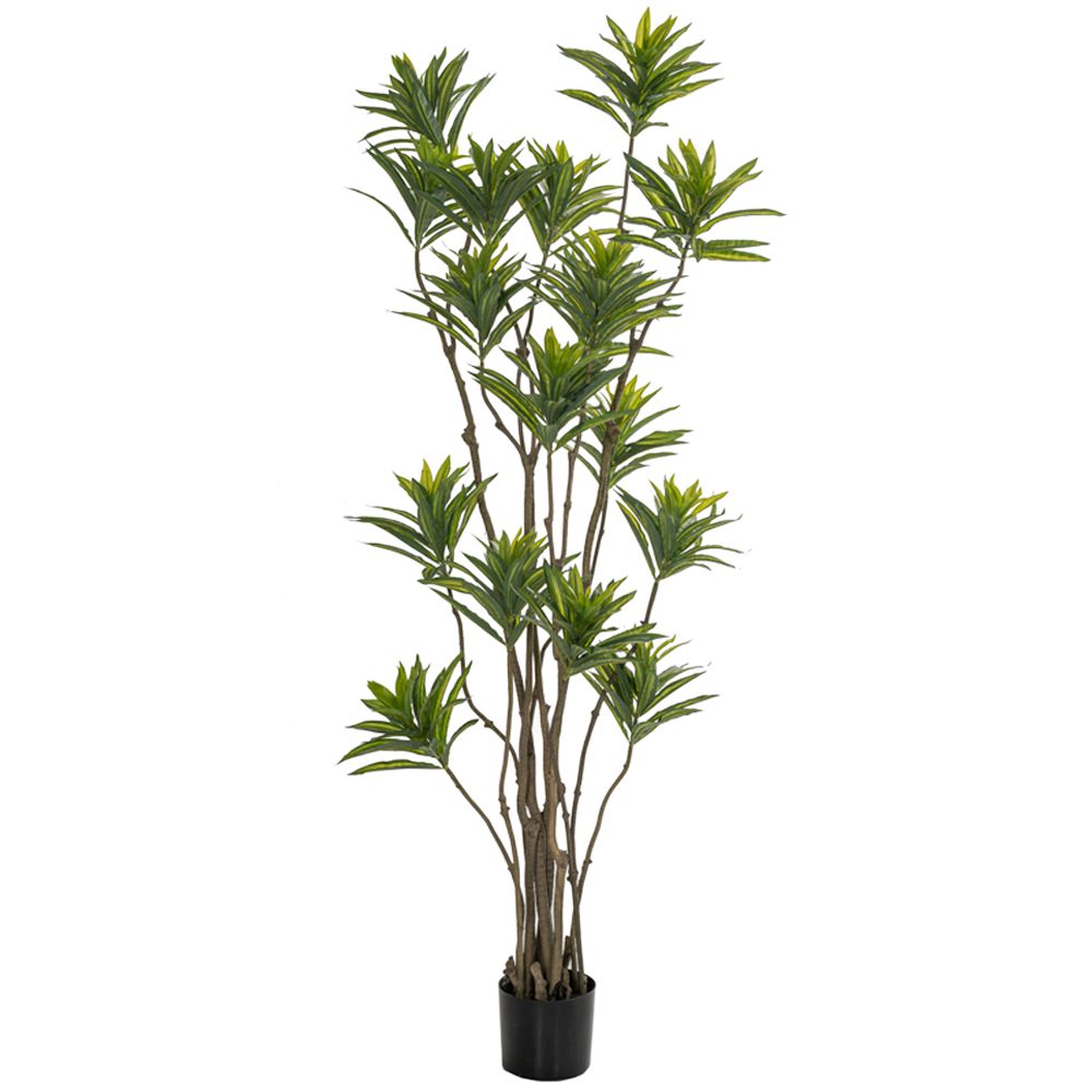  ΦΥΤΟ BAMBOO 180ΕΚ.ΣΕ ΜΑΥΡΗ ΠΛΑΣΤΙΚΗ ΓΛΑΣΤΡΑ (ΔΙΑΜΕΤΡΟΣ 65ΕΚ.) ΠΕΡΙΠΟΥ