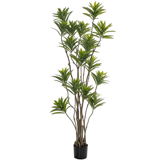  ΦΥΤΟ BAMBOO 180ΕΚ.ΣΕ ΜΑΥΡΗ ΠΛΑΣΤΙΚΗ ΓΛΑΣΤΡΑ (ΔΙΑΜΕΤΡΟΣ 65ΕΚ.) ΠΕΡΙΠΟΥ