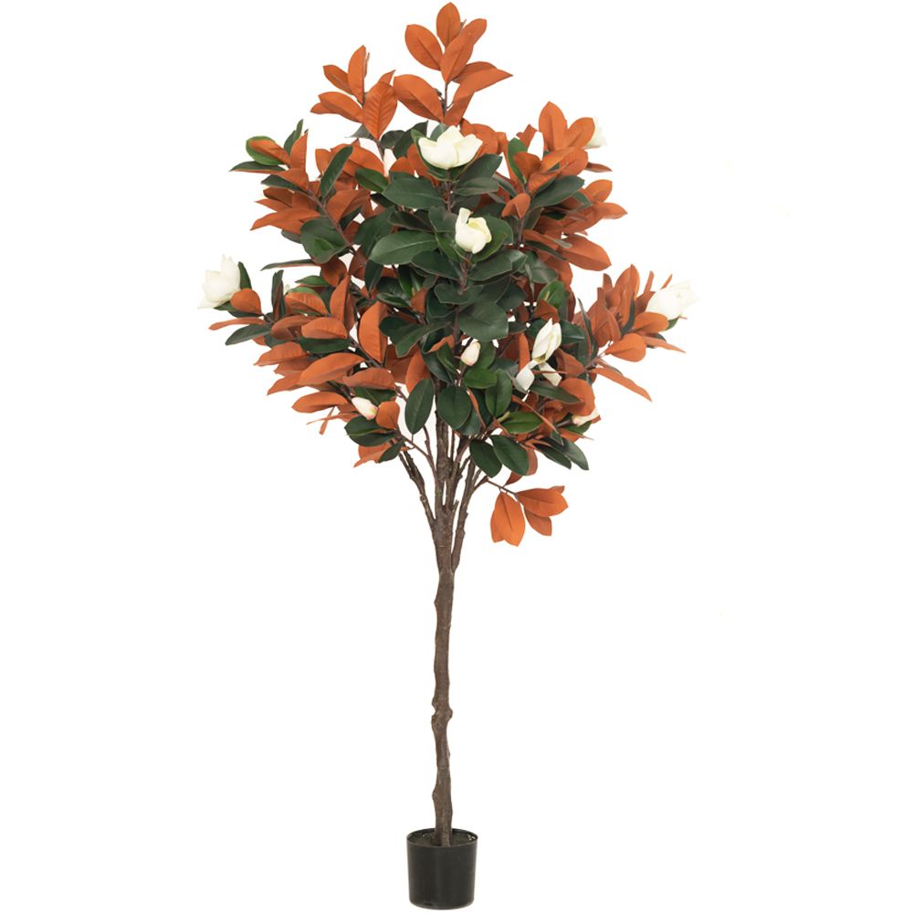  ΔΕΝΔΡΟ ΜΑΝΩΛΙΑ 230ΕΚ ΜΕ ΛΕΥΚΑ ΑΝΘΗ