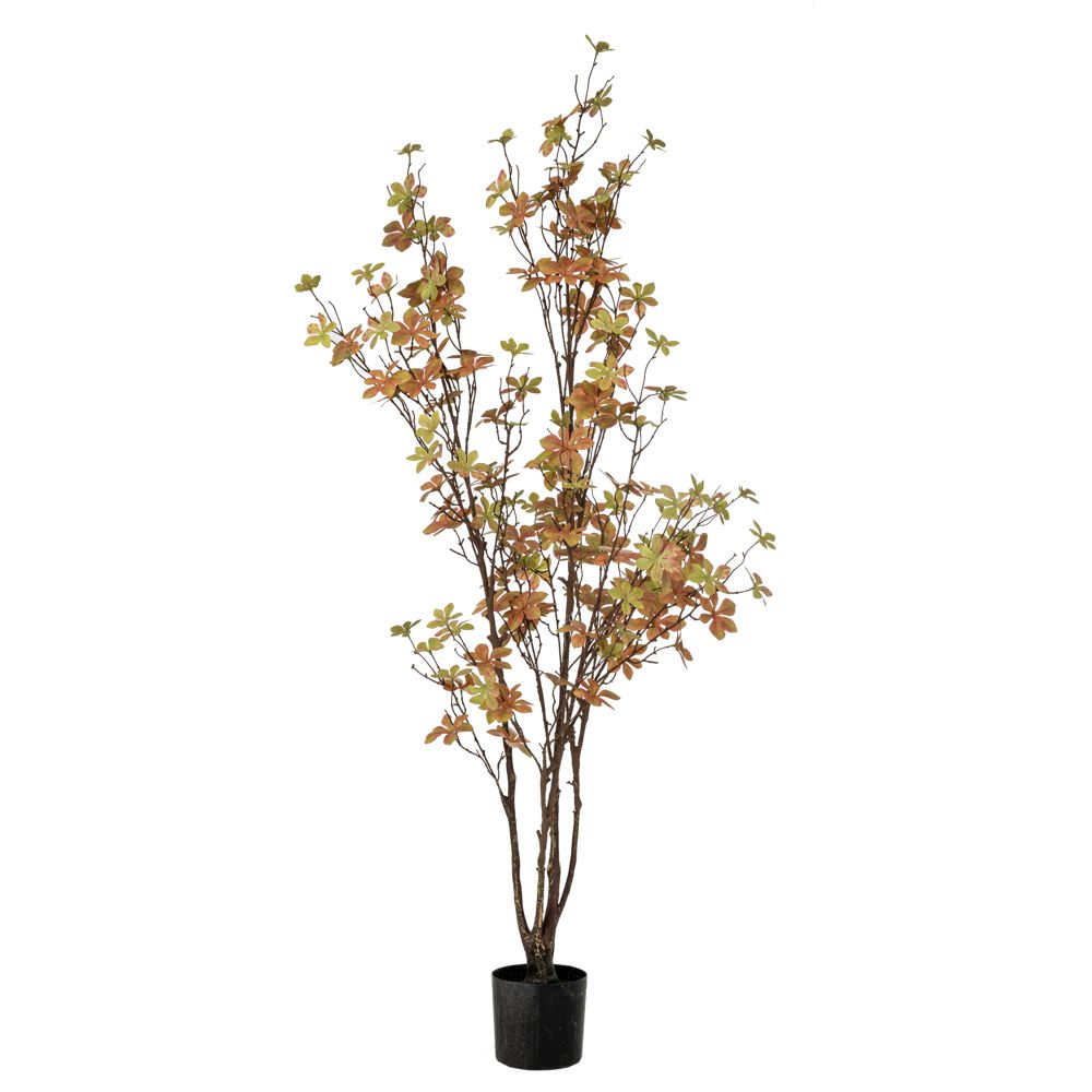  ΦΥΤΟ ENKIANTHUS ΜΕ 150 ΦΥΛΛΑ 120ΕΚ ΣΕ ΠΛΑΣΤΙΚΟ ΚΑΣΠΩ Φ12.5Χ11.5ΕΚ